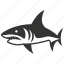 white shark, elasmobranch, apex predator, aquatic, great white shark 