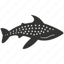 whale shark, elasmobranch, filter feeder, giant, aquatic, plankton