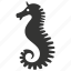 sea horse, seahorse, marine, curled tail, aquarium, unique 