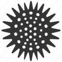 sea urchin, echinoderm, marine, spiny, radial symmetry, benthic