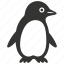 penguin, flightless bird, antarctic, aquatic, tuxedo, colonies