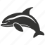 porpoise, marine mammal, cetacean, small, aquatic, harbor porpoise 