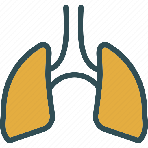 Air, human, lungs, organ icon - Download on Iconfinder