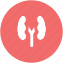 bean shaped organ, body part, human anatomy, kidneys, renal 