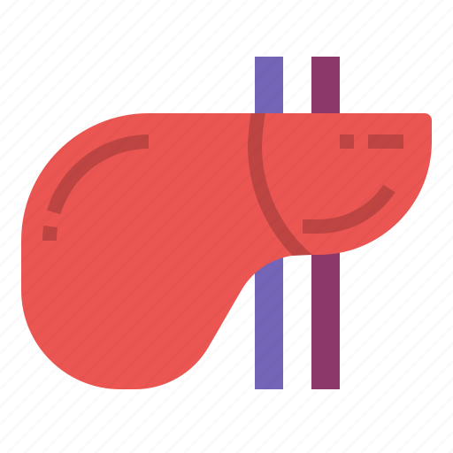 Anatomy, human, liver, medicine, organ icon - Download on Iconfinder