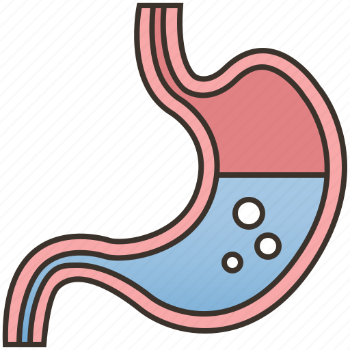 Anatomy, digestion, healthcare, medical, stomach icon - Download on Iconfinder