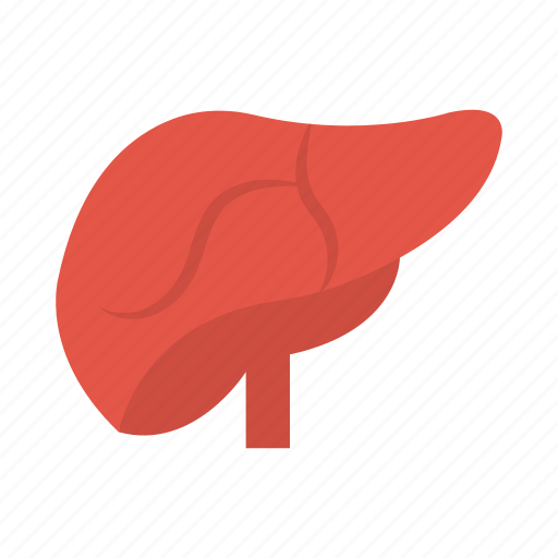 Body, healthcare, liver, medical, organ icon - Download on Iconfinder