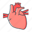 anatomy, cardiology, heart, organ 