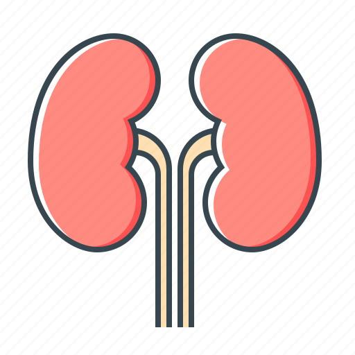 Anatomy, kidneys, organ icon - Download on Iconfinder