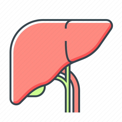 Anatomy, gall, liver, organ icon - Download on Iconfinder