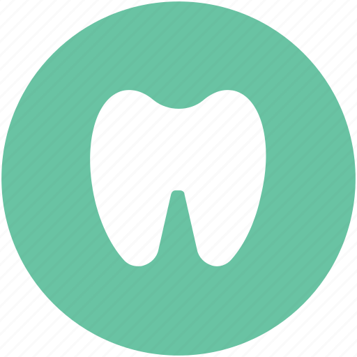 Anatomy, dental care, dentistry, human teeth, stomatology, teeth, tooth icon - Download on Iconfinder