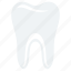 healthy teeth, human tooth, molar, molar teeth, tooth 