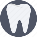 healthy teeth, human tooth, molar, molar teeth, tooth