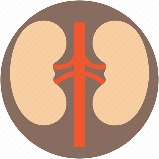 Body part, human kidneys, kidneys, organ, renal icon - Download on Iconfinder