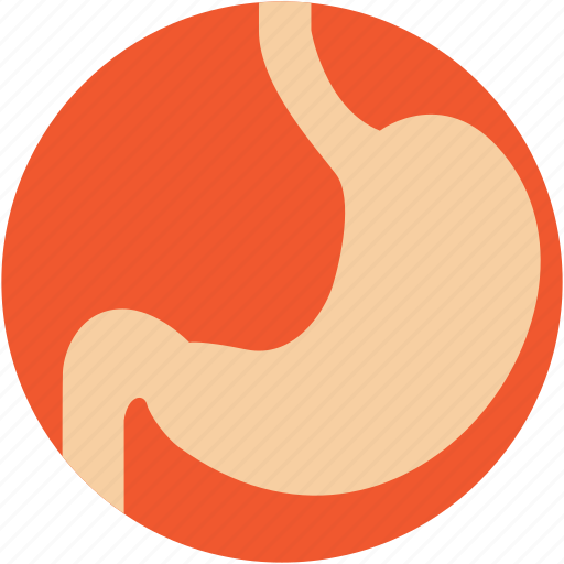 Body part, digestive system, human stomach, organ, stomach icon - Download on Iconfinder