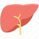 body part, human liver, human organ, liver, organ