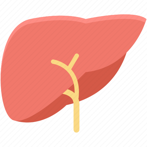 Body part, human liver, human organ, liver, organ icon - Download on Iconfinder