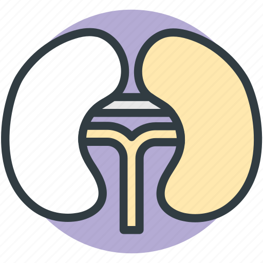 Bean shaped organ, body part, human anatomy, kidneys, renal icon - Download on Iconfinder