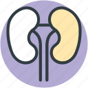 bean shaped organ, body part, human anatomy, kidneys, renal