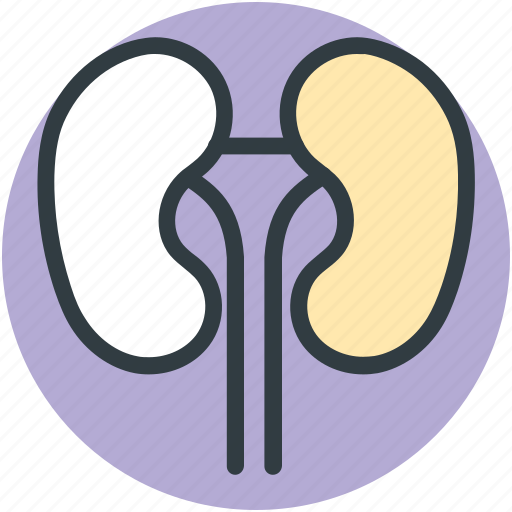 Bean shaped organ, body part, human anatomy, kidneys, renal icon - Download on Iconfinder