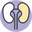 bean shaped organ, body part, human anatomy, kidneys, renal 