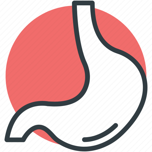 Anatomy, body part, human stomach, organ, stomach icon - Download on Iconfinder