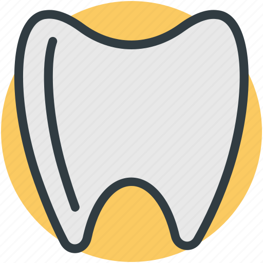 Healthy teeth, human tooth, molar, molar teeth, tooth icon - Download on Iconfinder