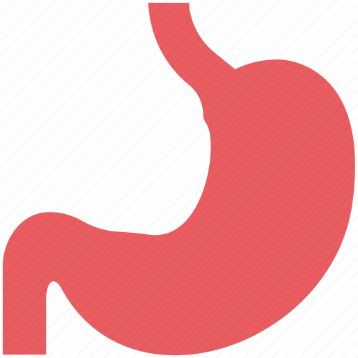 Anatomy, body organ, body part, digestive system, human stomach, organ, stomach icon - Download on Iconfinder