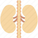 bean shaped organ, body part, human anatomy, kidney, renal 