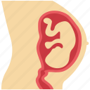 baby womb, fetal development, human fetus, motherhood, pregnancy