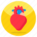 heart, human organ, cardiology, cardio, muscular organ