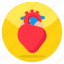 heart, human organ, cardiology, cardio, muscular organ 