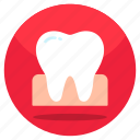 tooth, dentology, stomatology, dentistry, healthy tooth