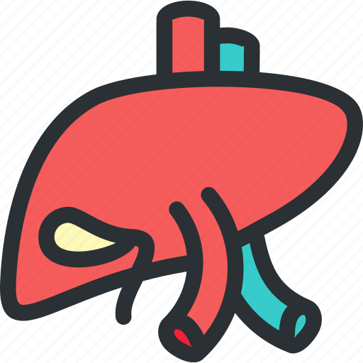 Anatomy, detoxification, health, hepatology, liver, medical, organ icon - Download on Iconfinder