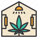 cannabis, farm, greenhouse, marijuana, plant
