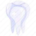 tooth, healthy tooth, human tooth, dental, clean tooth, incisor 