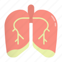 medical, lung, respiratory, pulmonary, anatomy, organ, biology, breath, chest