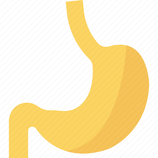 Anatomy, human, organ, stomach icon - Download on Iconfinder