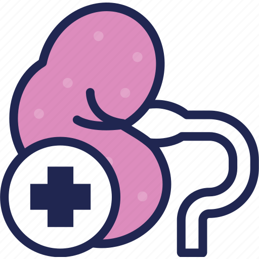 Anatomy, clinic, hospital, kidney, medical, medicine, treatment icon - Download on Iconfinder