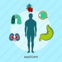 anatomy, body, kidney, lungs, medical, organ, side