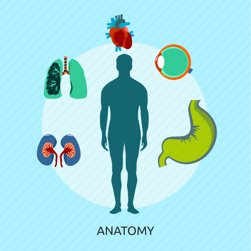 Anatomy, body, kidney, lungs, medical, organ, side icon - Download on Iconfinder