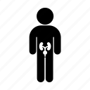 kidneys, medicine, person, urinary bladder, urinary tract, urology