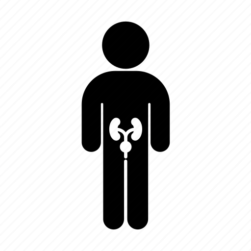 Kidneys, medicine, person, urinary bladder, urinary tract, urology icon - Download on Iconfinder
