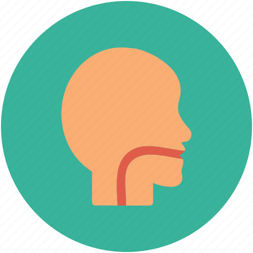 Esophagus, infection, throat, virus icon - Download on Iconfinder