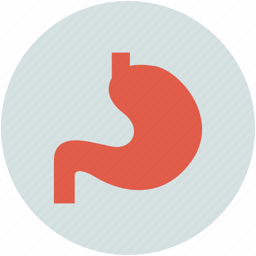 Human stomach, organ, stomach, anatomy icon - Download on Iconfinder