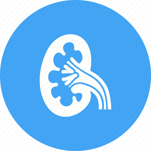 Anatomy, health, human body, internal, kidney, organ, renal icon - Download on Iconfinder