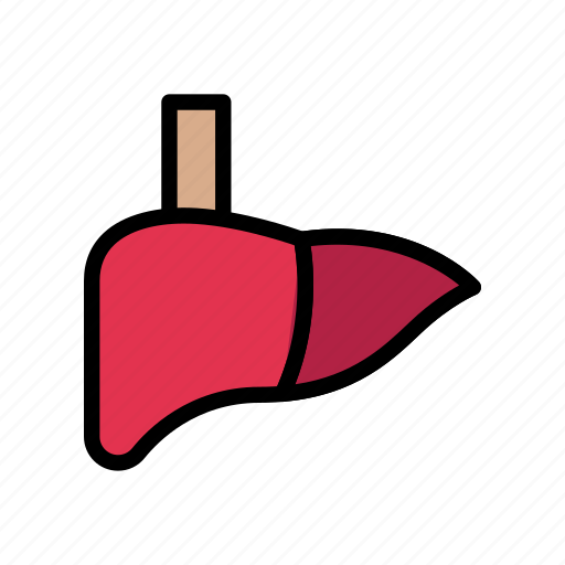 Anatomy, healthcare, liver, medical, organ icon - Download on Iconfinder