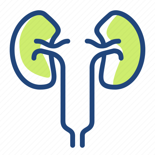 Care, clinic, health, hospital, kidney, medichine icon - Download on Iconfinder
