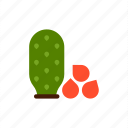 cactus, mexico, plant