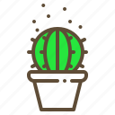 cactus, plant, pot, succulent